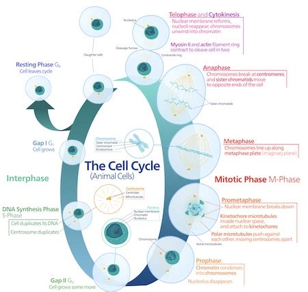 Analyzing the Role of the G0 Phase in the Cell Cycle Practice | Biology ...