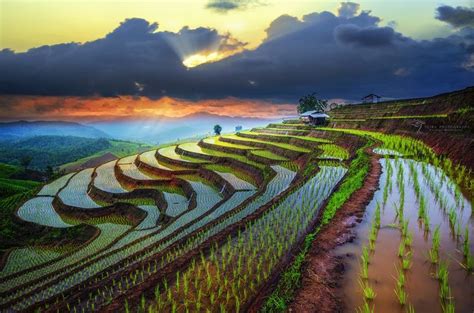 an aerial view of rice fields at sunset