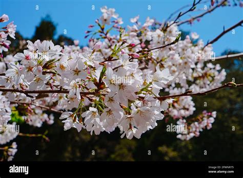 Cherry blossoms in full bloom.Train, cherry blossom, tree, cloud ...