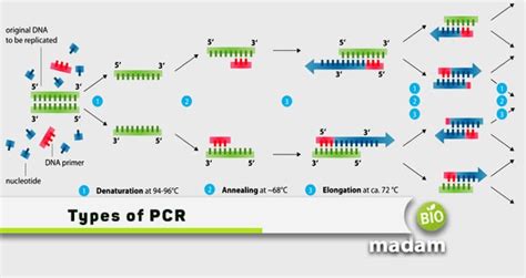 Types of PCR - Common Kinds of Polymerase Chain Reaction - biomadam