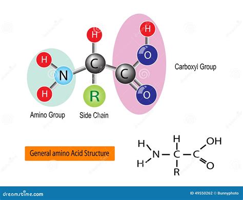 Amino Acid Tyrosine Molecular Structure Royalty-Free Stock Image ...