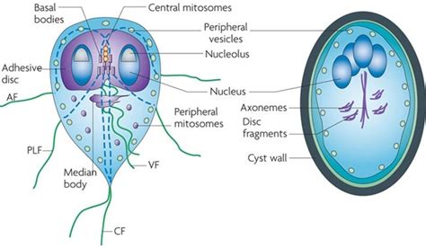 Giardia - Parasitic Infections - AntiinfectiveMeds.com