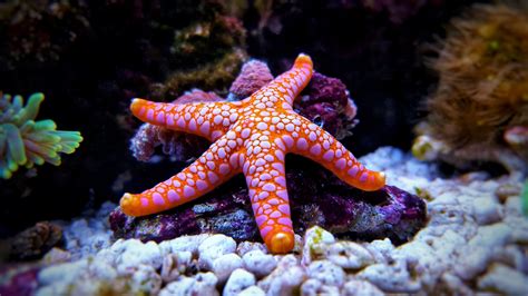 Starfish: Stealing the Show | Coral reef aquarium, Starfish facts, Reef ...