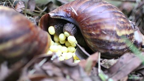 20150120 Snail laying eggs - YouTube