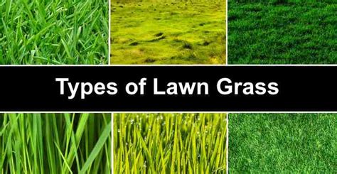 Types Of Grass Names