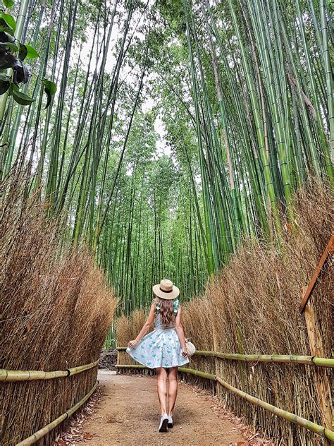 Arashiyama Bamboo forest Japan how to see in Kyoto travels