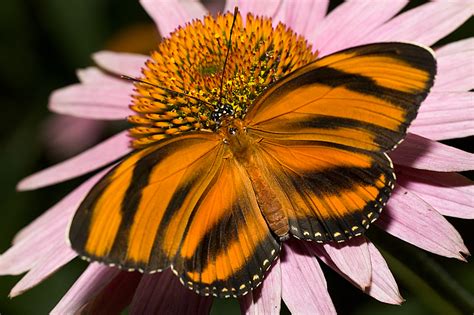 Superbes photos de beaux papillons - photos d'animaux