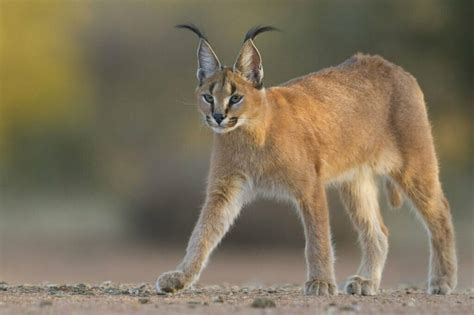 Caracal Symbolism - Spirit Animal Totems