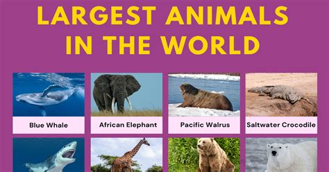 List of 25 Largest Animals in the World • 7ESL