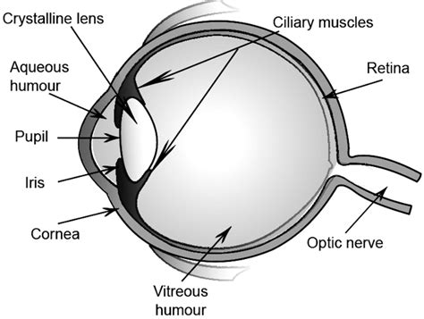 Human Eye Diagram, Structure for Class 10