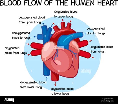 Diagram of Blood Flow of the Human Heart illustration Stock Vector ...