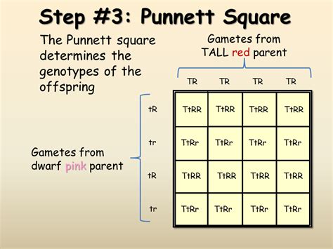 Dihybrid Punnett Square F1 Dihybrid Crosses Definition Examples Expii ...