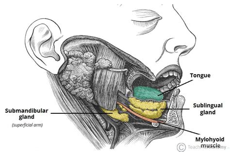 The Sublingual Gland - Structure - Vasculature - Innervation ...