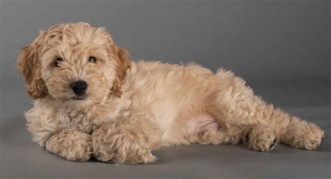 Cockapoo - Temperament, Lifespan, Shedding, Puppy