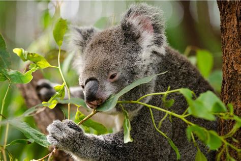 What Do Koalas Eat and Drink? - Koala Diet