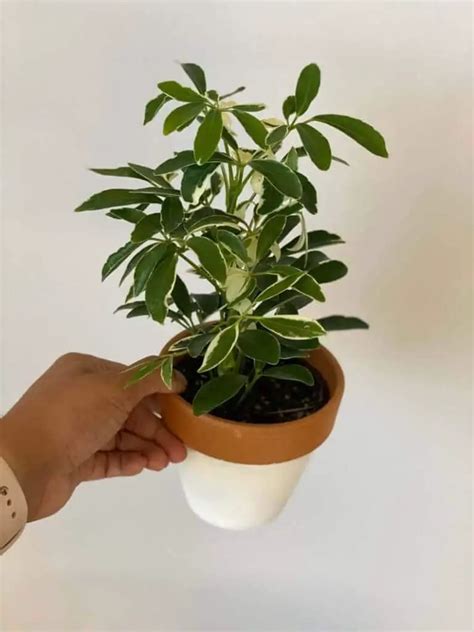 Schefflera Propagation - How to Take Your FIRST Cuttings