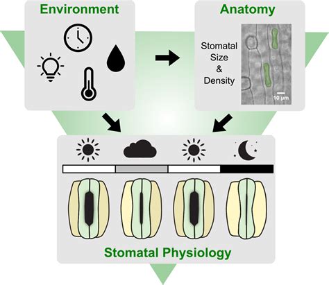 Quantitative effects of environmental variation on stomatal anatomy and ...