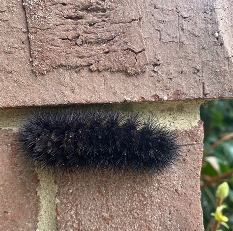 Woolly Bear Caterpillar – Predicting Winter Weather | Walter Reeves ...