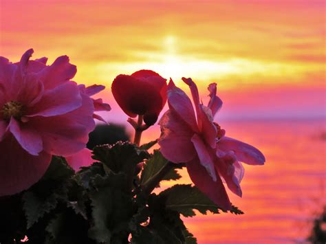 Flowers at Sunrise - Birds and Blooms