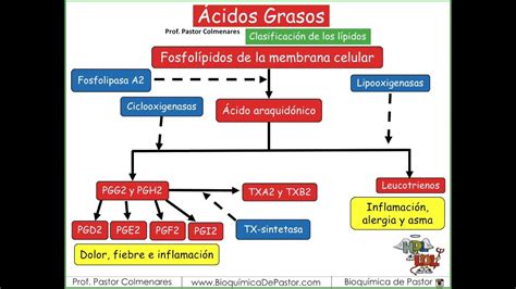 Prostanoides | Introduc a Enzimas | Ácidos Grasos parte XV | Enzimas ...