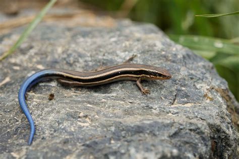 What Is The Blue Tailed Mole Skink? - defendersblog