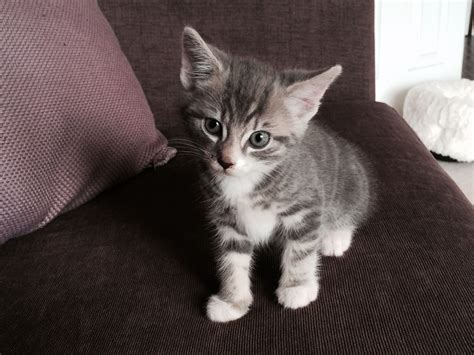 My new grey tabby kitten | Grey tabby cats, Grey tabby kittens, Tabby ...