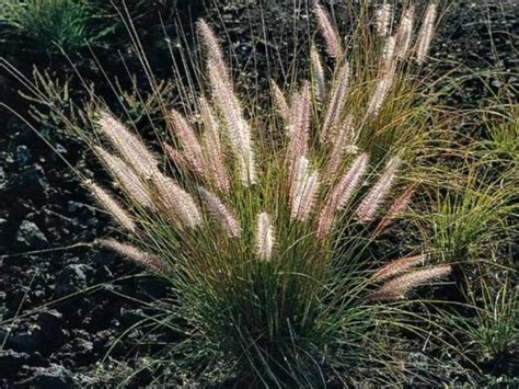 Pennisetum setaceum Profile – California Invasive Plant Council