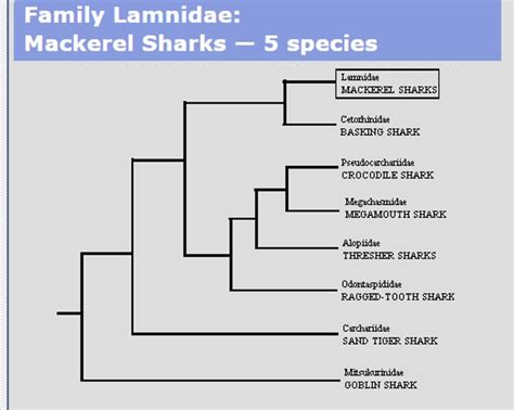 Great White Shark Family Tree