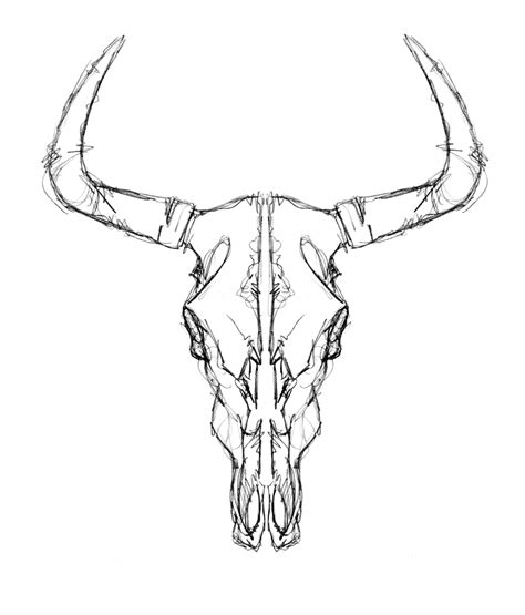 Skull Longhorn Cow Clipart Bull Texas Outline Cattle Clip Head Steer ...