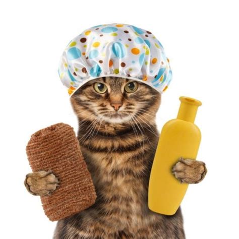 Tips for How to Bathe Your Cat or Kitten | Myawesomecat.com