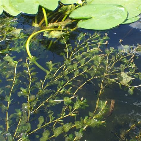 28 Wetland Plants in Wisconsin (Updated) - Pond Informer