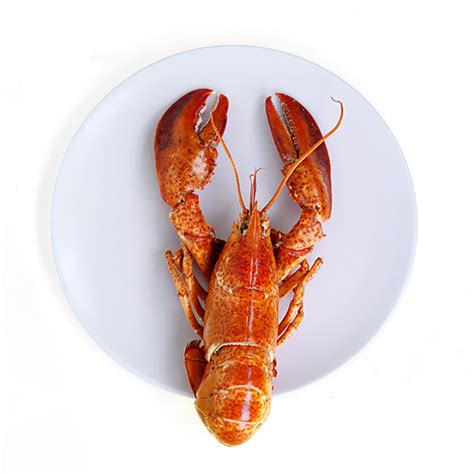 Can Dogs Eat Lobster? And How Much Is Safe?