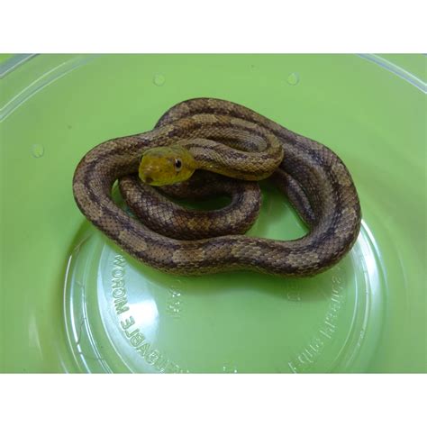 Yellow Rat Snake – small – Strictly Reptiles Inc.