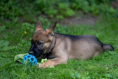 Sable German Shepherd – Telegraph