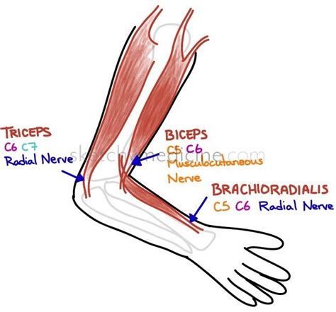 Medical knowledge, Brachial, Medical experts