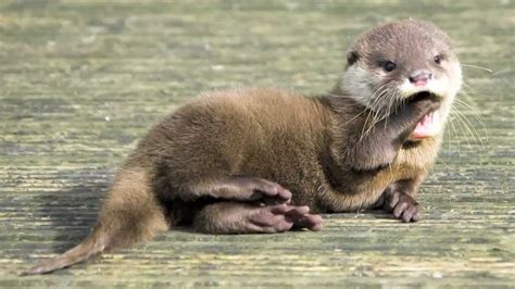 Baby River Otter