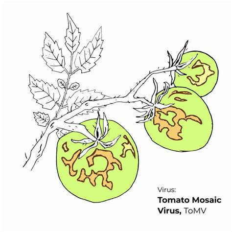 What Are Symptoms of Tomato Mosaic Virus? How To Control ToMV