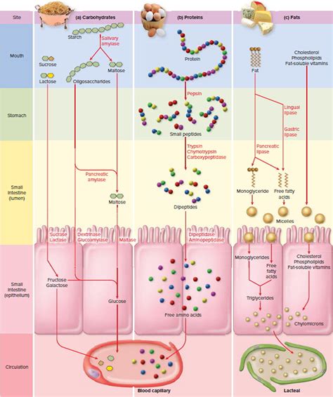 Small Intestine Location, Function, Length and Parts of the Small Intestine