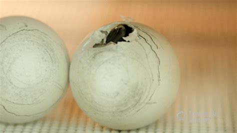 African Penguin Egg GIF by Monterey Bay Aquarium - Find & Share on GIPHY