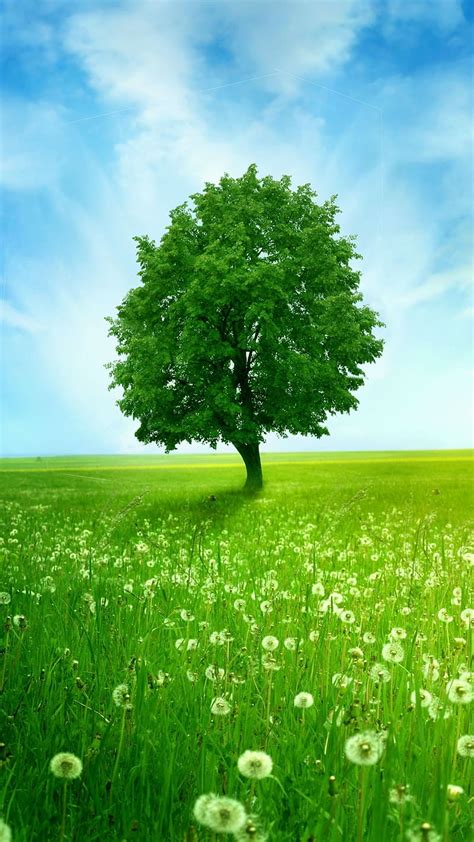 Green Tree, Blue Sky Background, greenery, grass, nature, HD phone ...