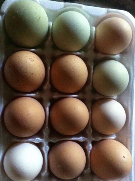 Bantam Hatching Eggs: Poultry | eBay