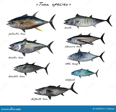 Table of Major Tuna Fish Species Isolated on White Background Stock ...