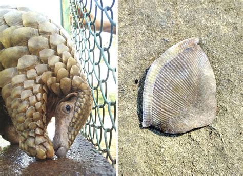 Pangolins in Peril: The Illicit Wildlife Trade has Pushed this Mammal ...