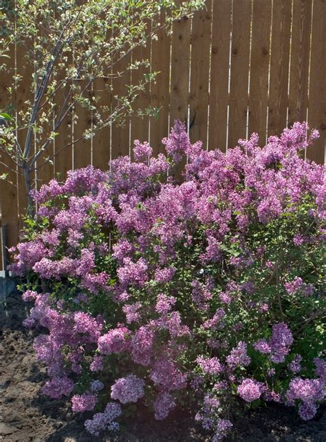 Syringa x 'Bloomerang Purple' | Lilac | Green Barn Garden Center