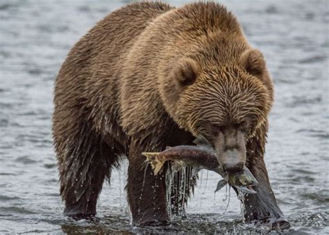 Kodiak Bear Size: How Big Are They Compared To The Giant Grizzlies | Kidadl