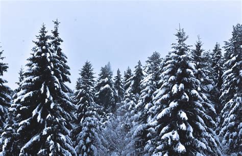 Snow Covered Pine Trees Pictures, Photos, and Images for Facebook ...