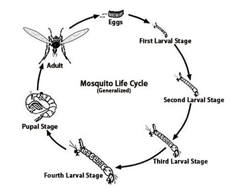 The Mosquito Life Cycle - Pinellas County