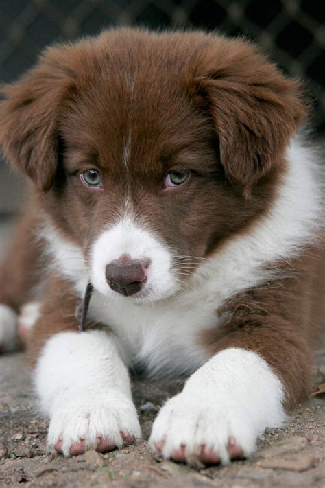 Border Collie | Baby animals, Cute animals, Cute baby dogs