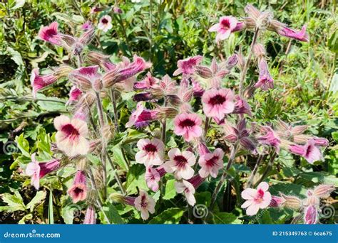 Blooming Pink Rehmannia Glutinosa Di Huang Flowers in the Wild Field ...