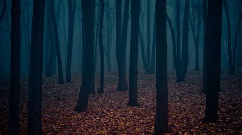 Spooky Forest Wallpaper (68+ images)